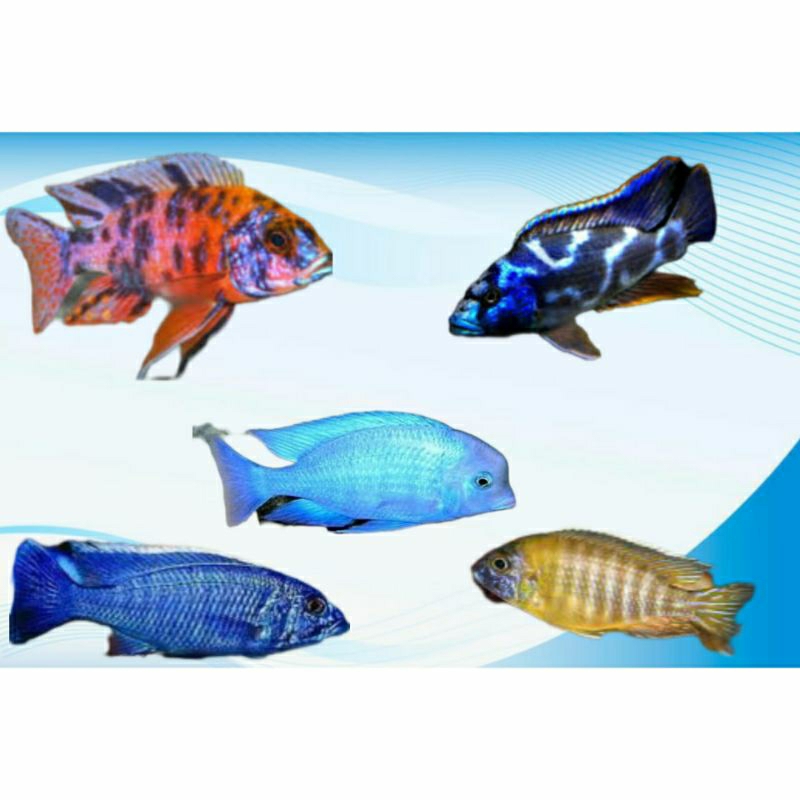 paket cichlid lengkap