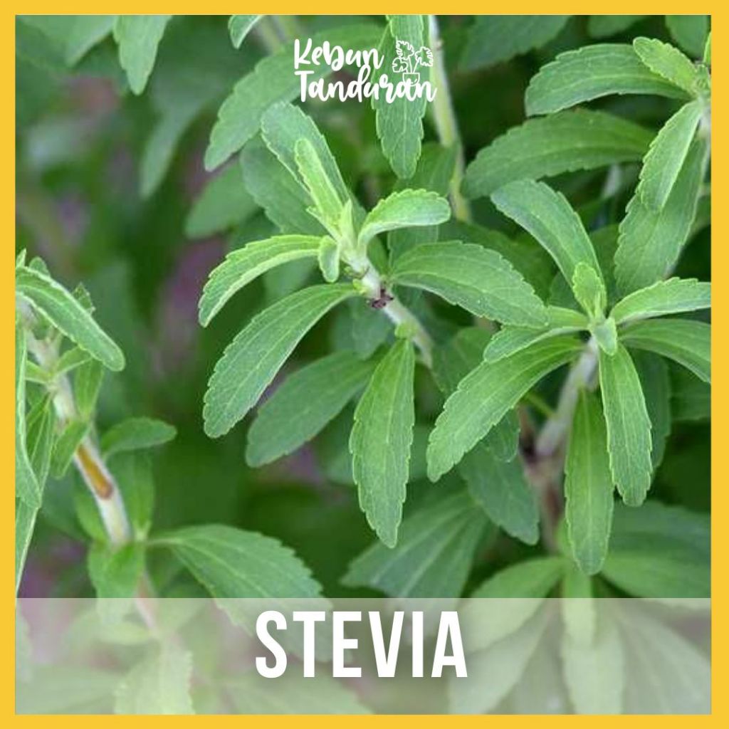 Tanaman Stevia / Daun Manis Tanaman Herbal Pengganti Gula Daun Stevia Bunga Stevia Herbal