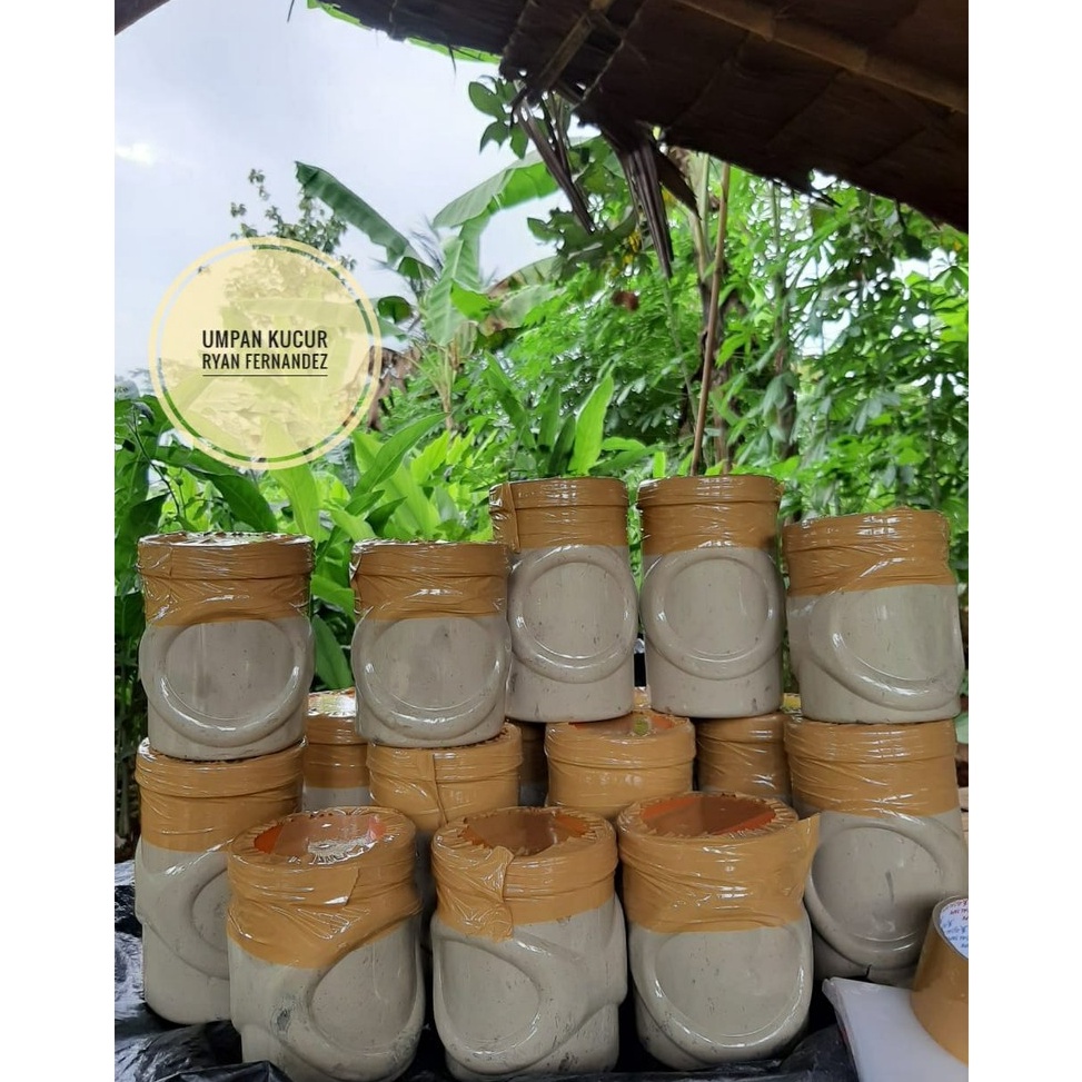 TERMURAH Umpan Kucur Super Ryan Fernandez