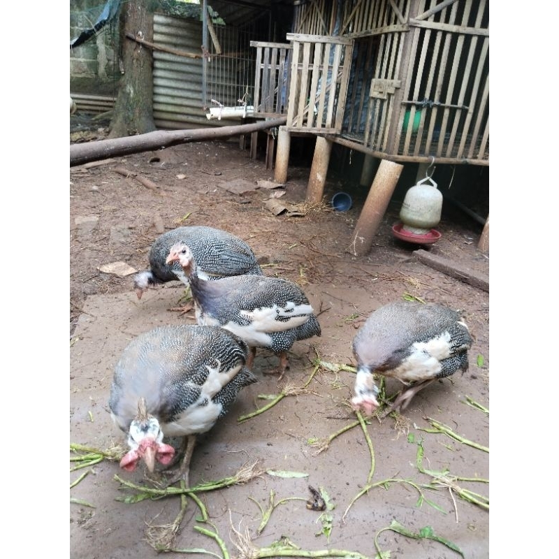 AYAM MUTIARA DEWASA JANTAN