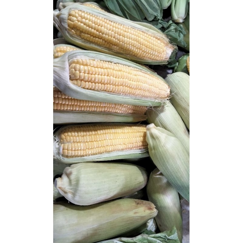 

jagung 1buah