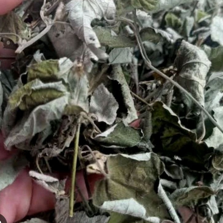 

Daun Pulutan Kering Paket 50 gram