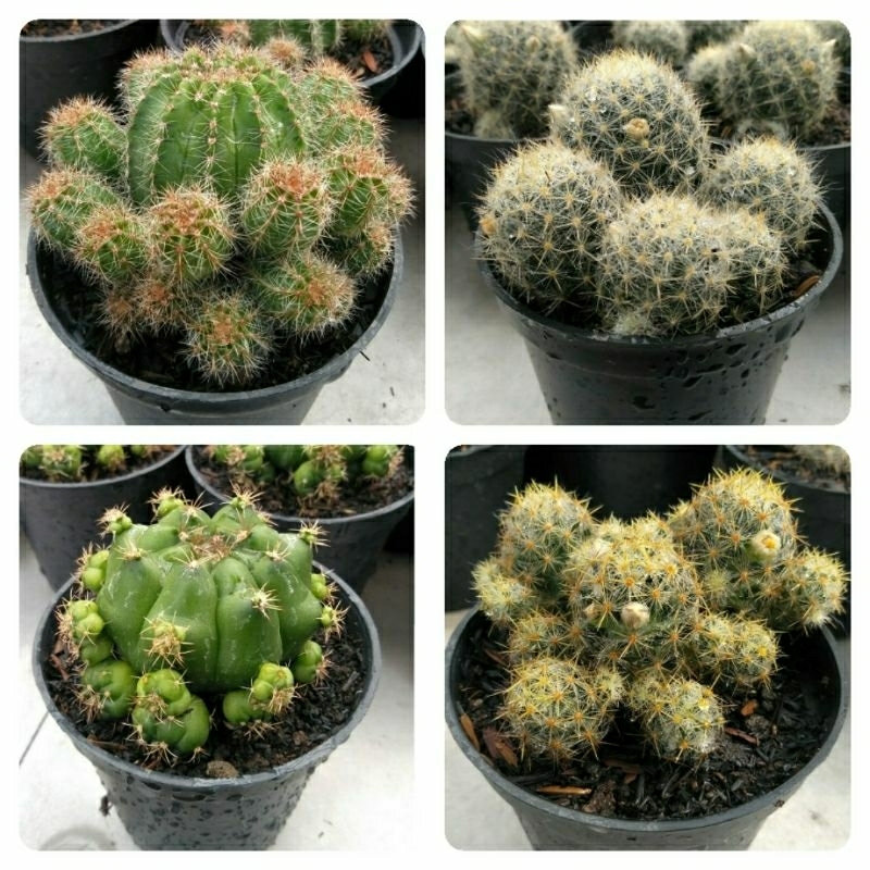Kaktus sukulen ragam jenis GRATIS POT/kaktus murah/kaktus hidup/kaktus mini