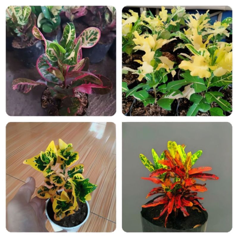 Paket 4 jenis tanaman hias puring berkualitas