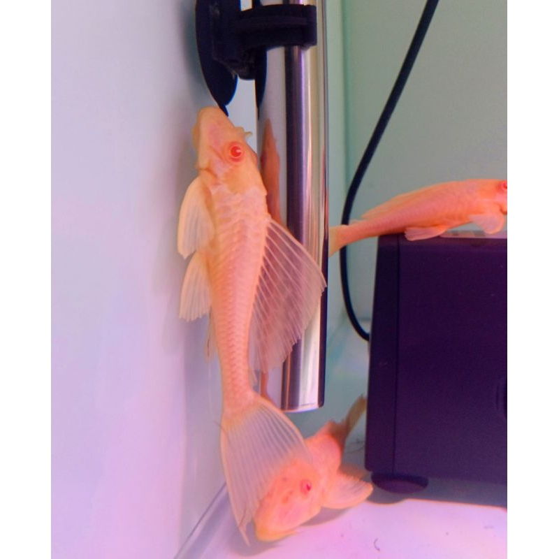 gibicep 10-12cm