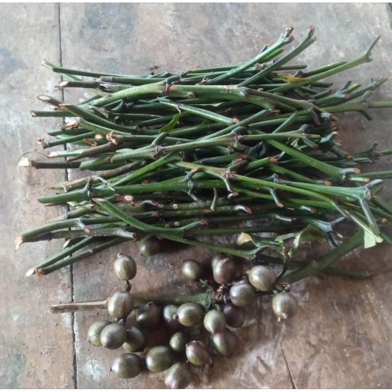 

entres panjang 30cm kopi wulung