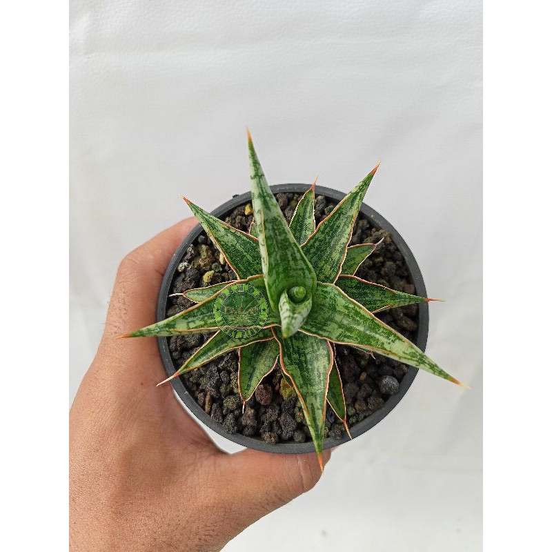 Sansevieria Hybrid Lawang