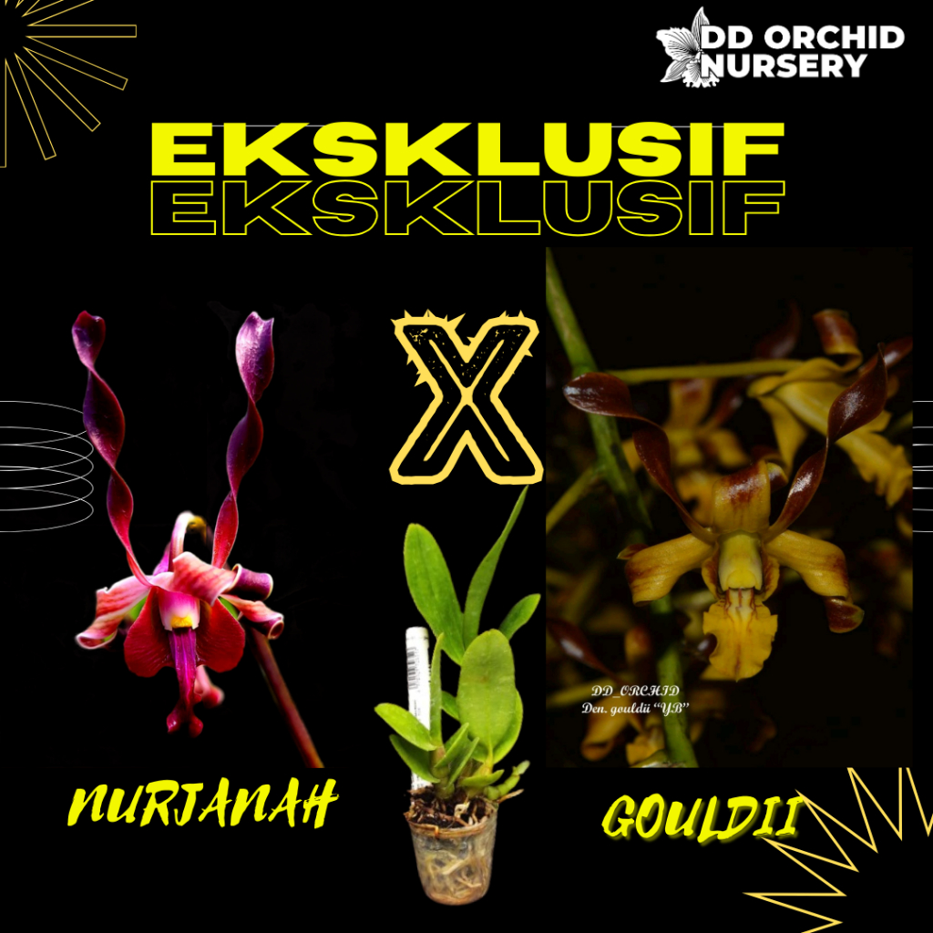 DD Orchid Seedling Anggrek Dendrobium Nurjanah X Den. gouldii