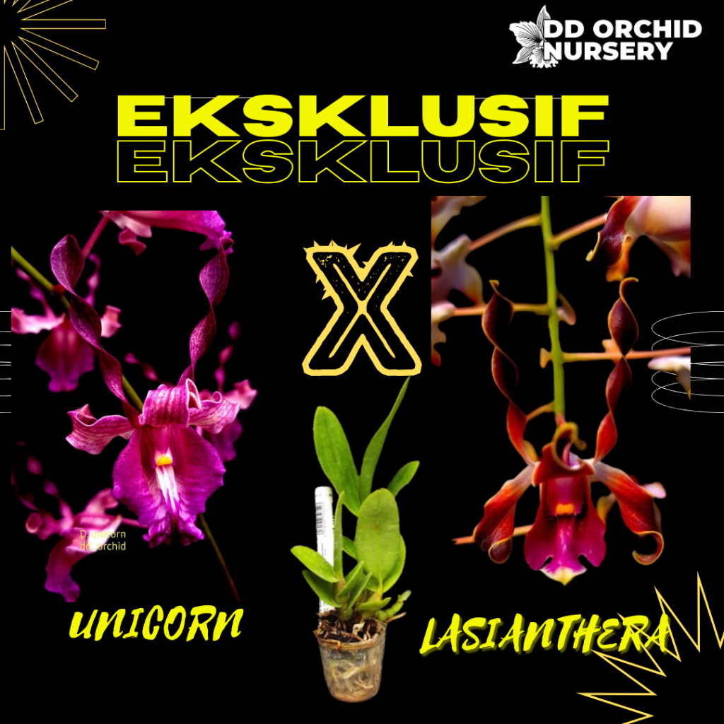 DD Orchid Seedling Anggrek Dendrobium Unicorn X Den. lasianthera
