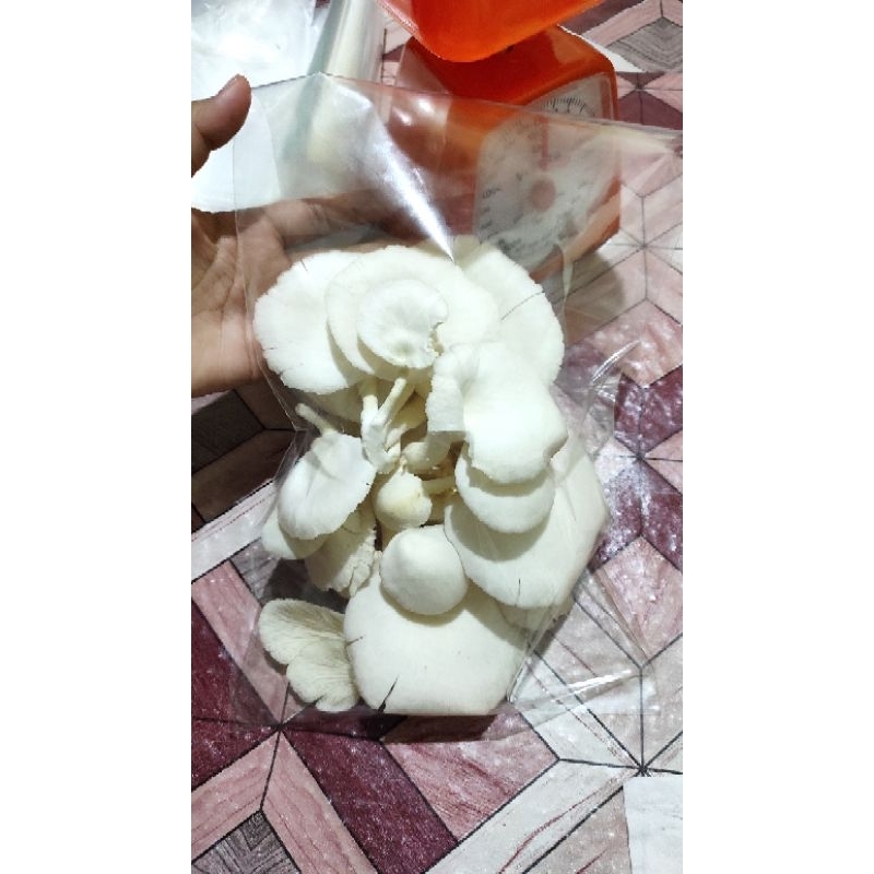 

Jamur Tiram Segar 250 gram
