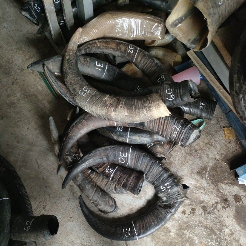 tanduk kerbau padatan 30-34 cm