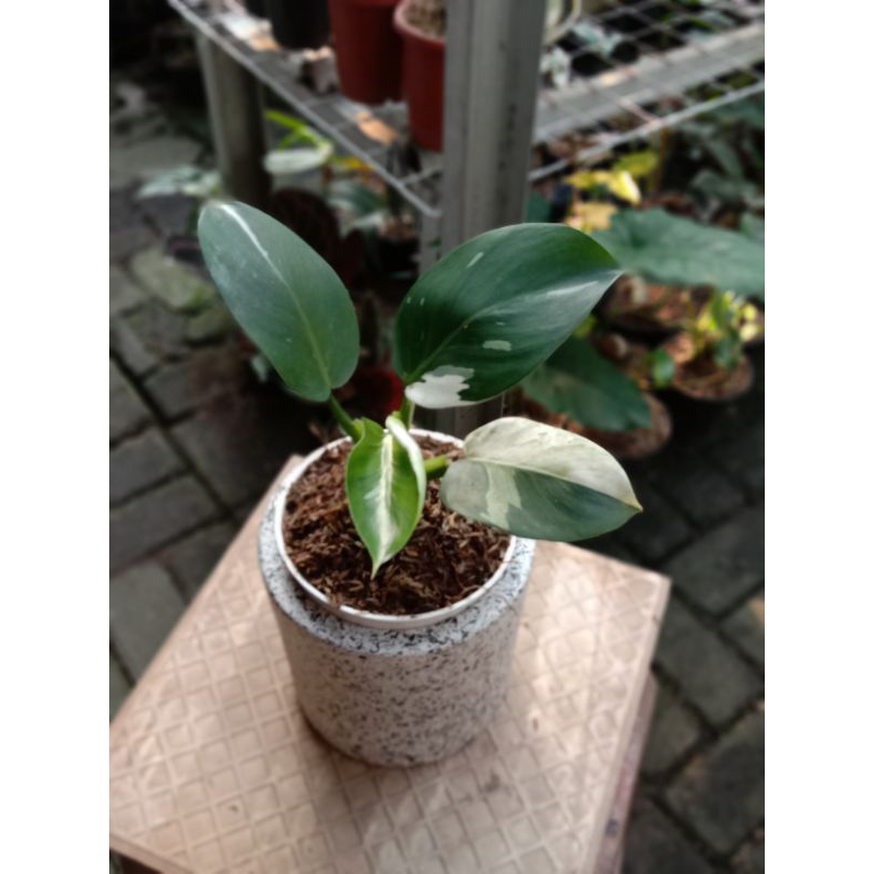 philodendron white wizard