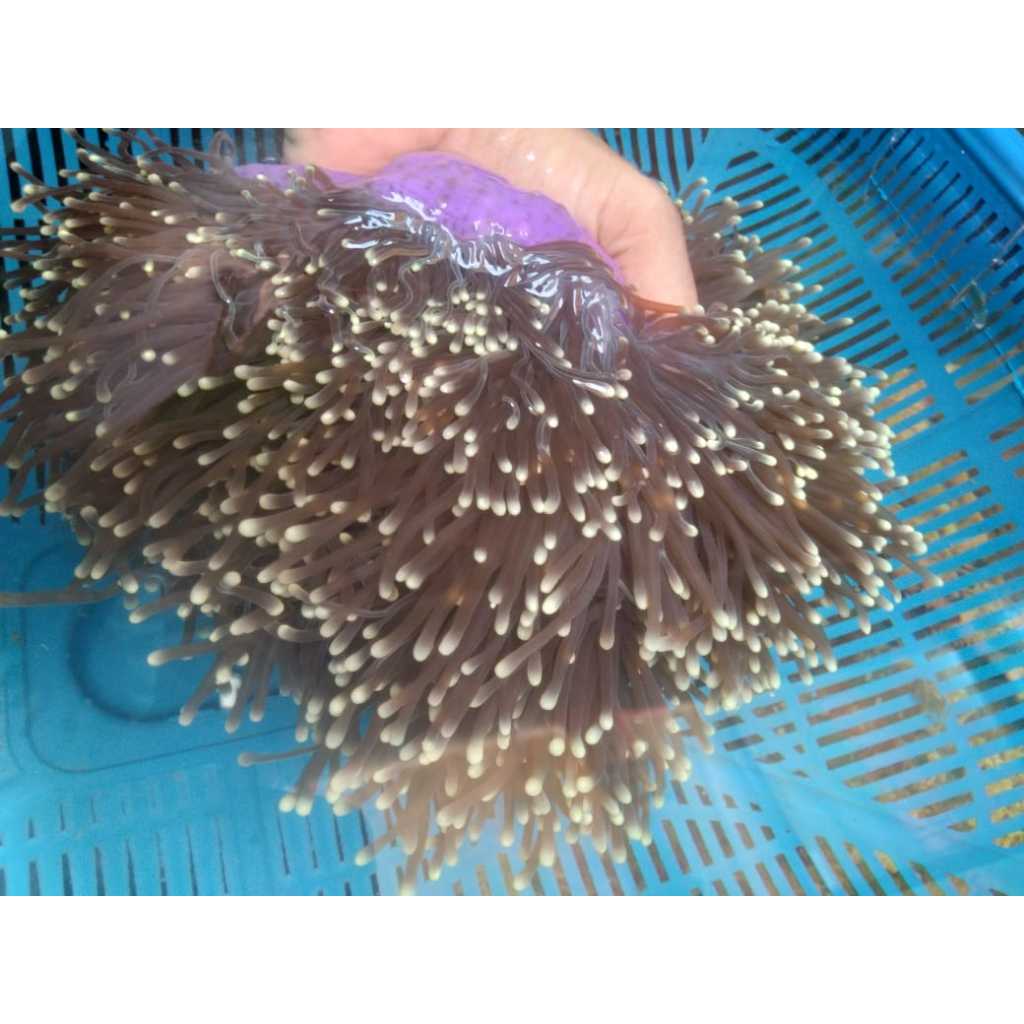 Anemon CLOWN Tip KUNING - Yellow Tip Clown L.T. Anemone
