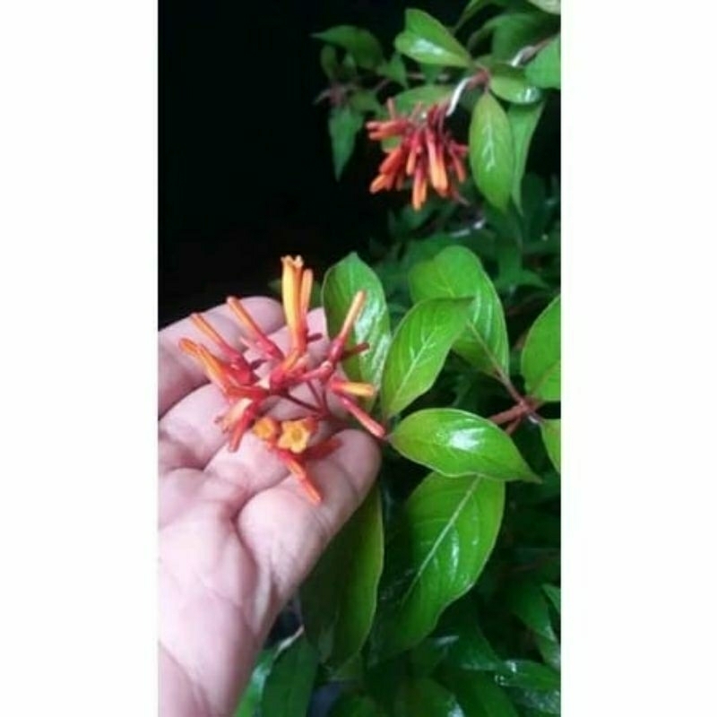 tanaman hias vegetasi lebah bahan bonsai bunga pusaka