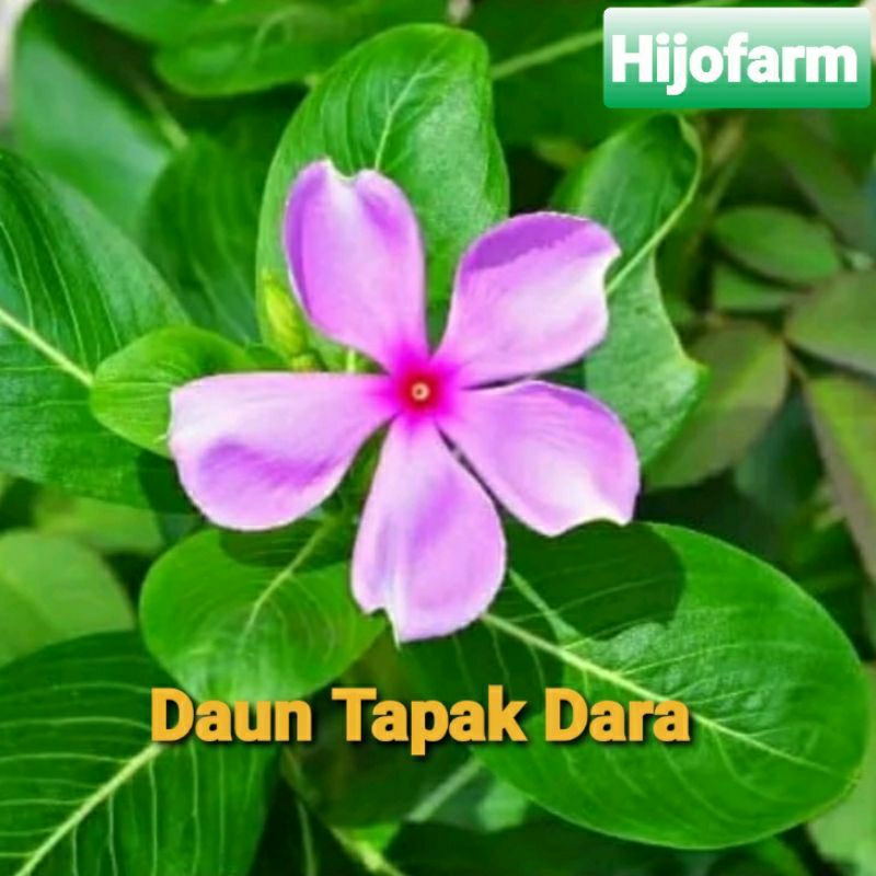 

Daun Tapak Dara Segar 100 Gr
