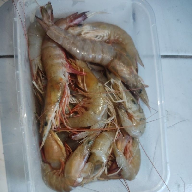 

UDANG BROWN SEGAR MURAH 100% BERKUALITAS