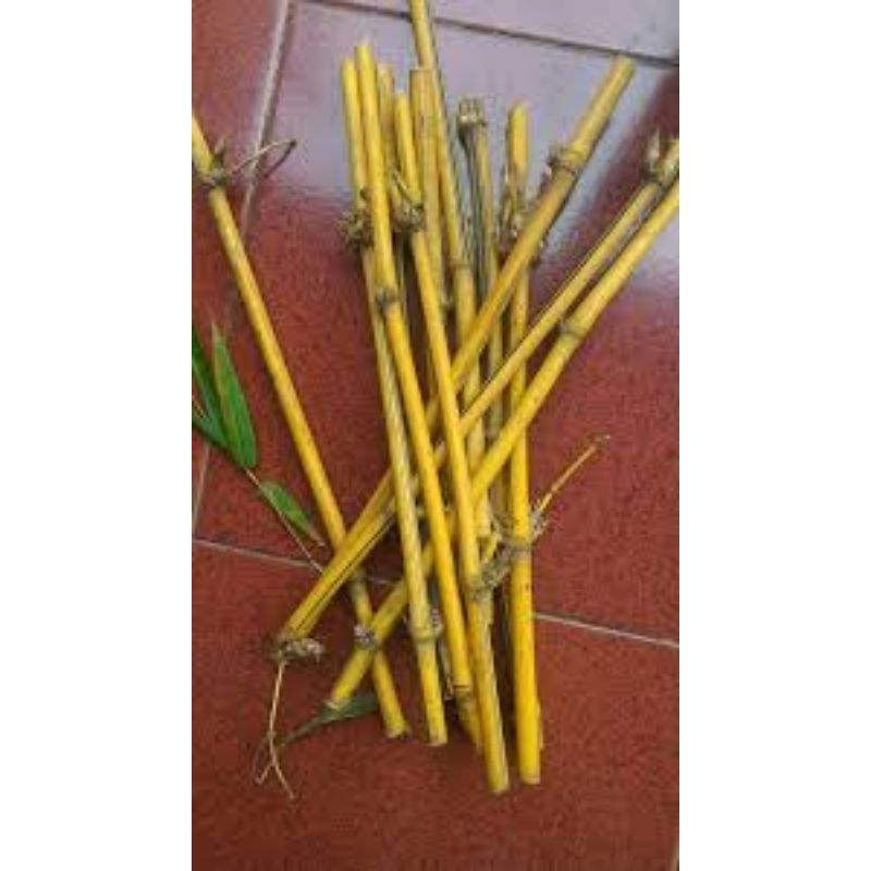 Bambu kuning| ranting bahan kerajinan