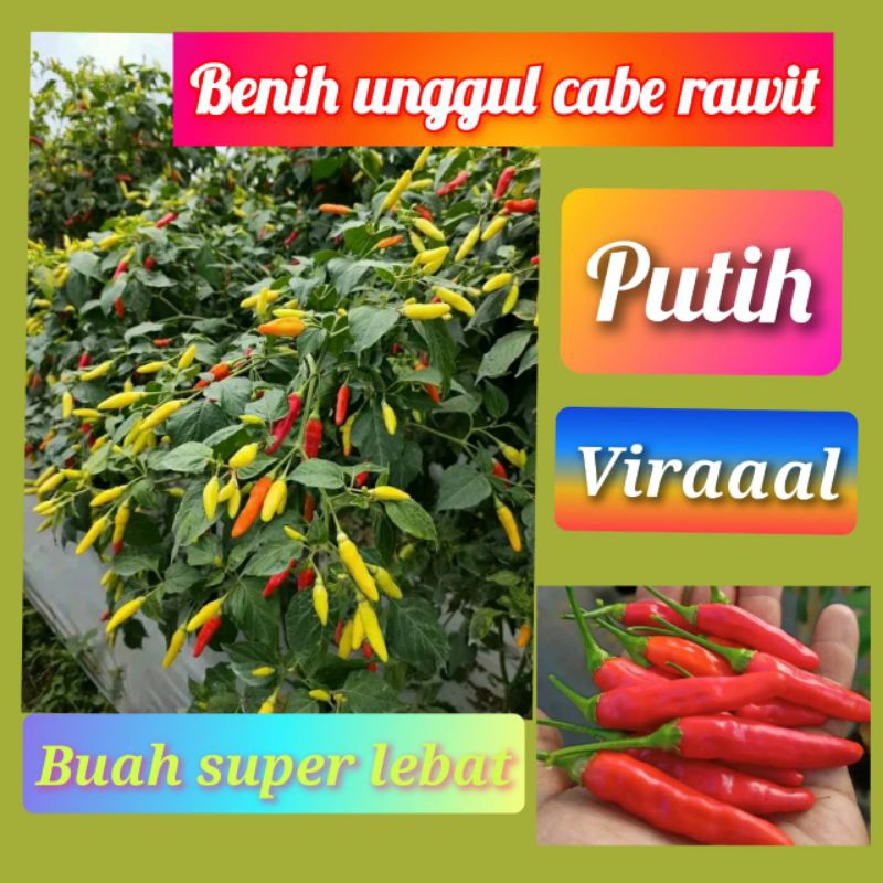 200 biji benih bibit unggul cabe rawit putih kaliber ORI 212