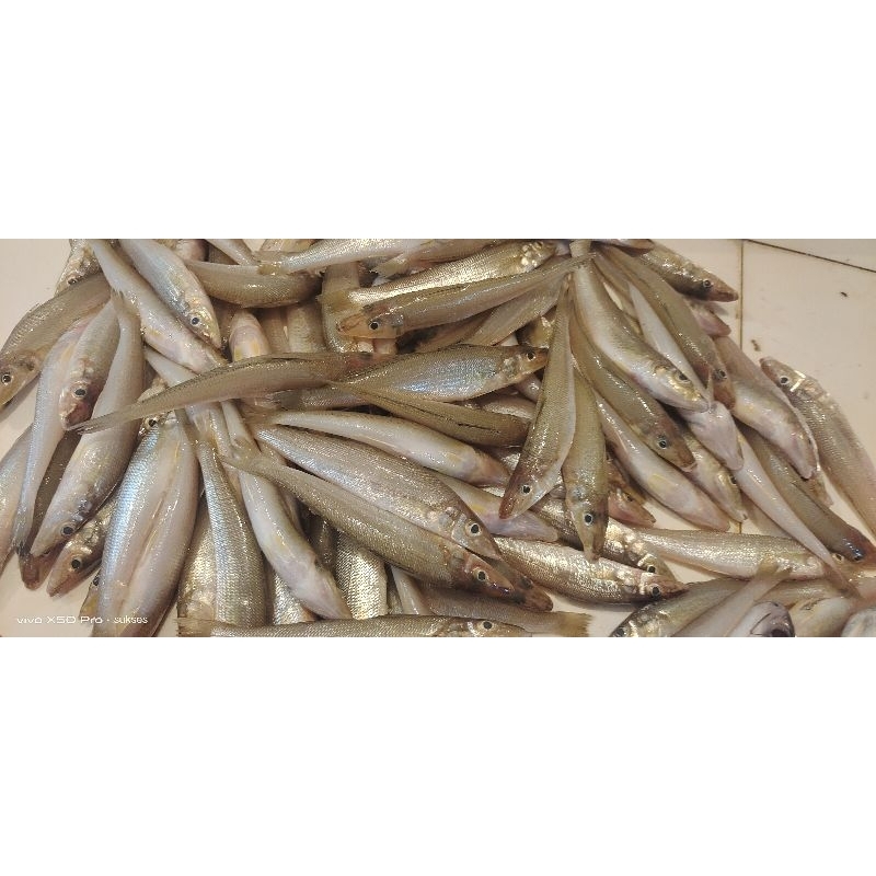 ikan berejung / kaca piring fresh ikan ini sgt girih