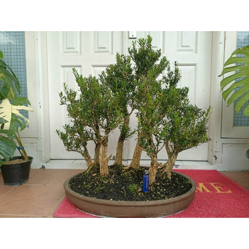 Bonsai Buxus Grouping