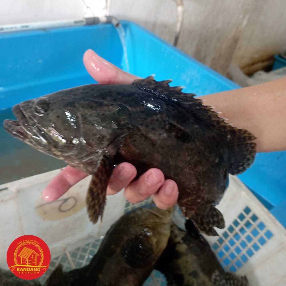 

Kerapu Hidup Size 7-8 Ons Live Seafood Per Ekor