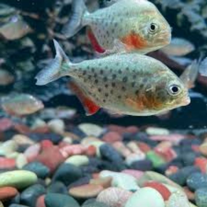 hiasan aquarium piranha rbp