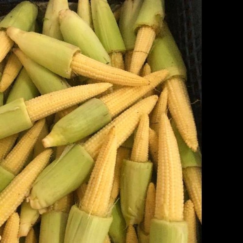 

Jagung Muda/Putren 250g