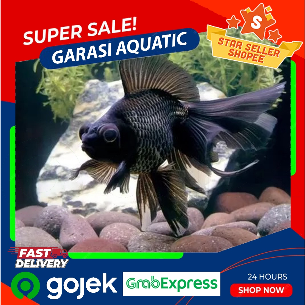 Koki buldog Black moor / Ikan Hias Aquasqape Air Tawar /KOKI MATA BELO/ Ikan Koki Gold Fish