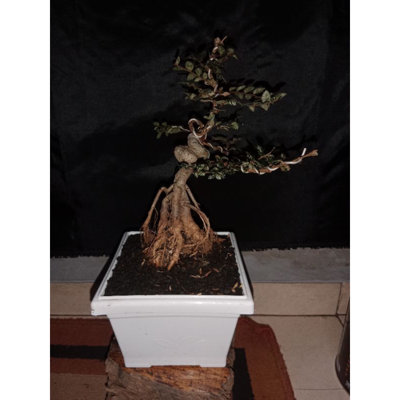 Ulmus mikro variegata