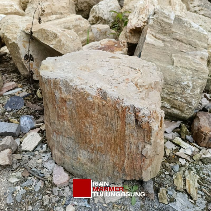 Hiasan Batu Taman Natural Batu Alam Fosil Kayu Diameter 30cm