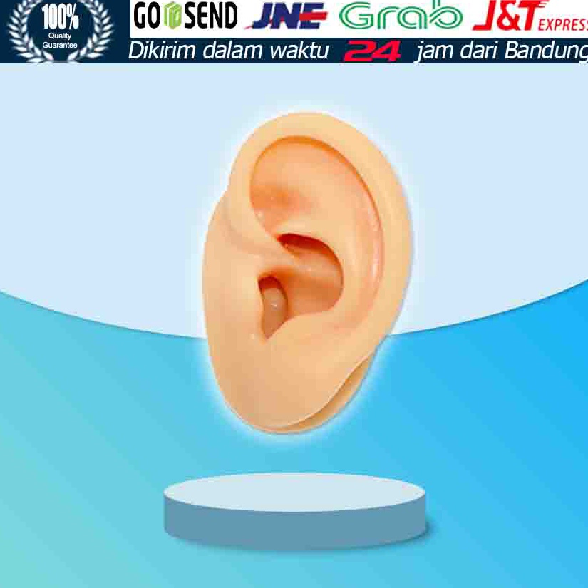 

Alat Bantu Mengajar Bahan Silikon Model Telinga Manusia 1 1 Dapat Display EarphonePerhiasan ART I3G8