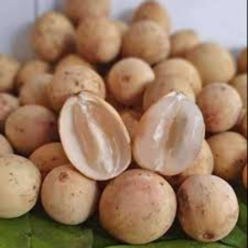 

Buah duku