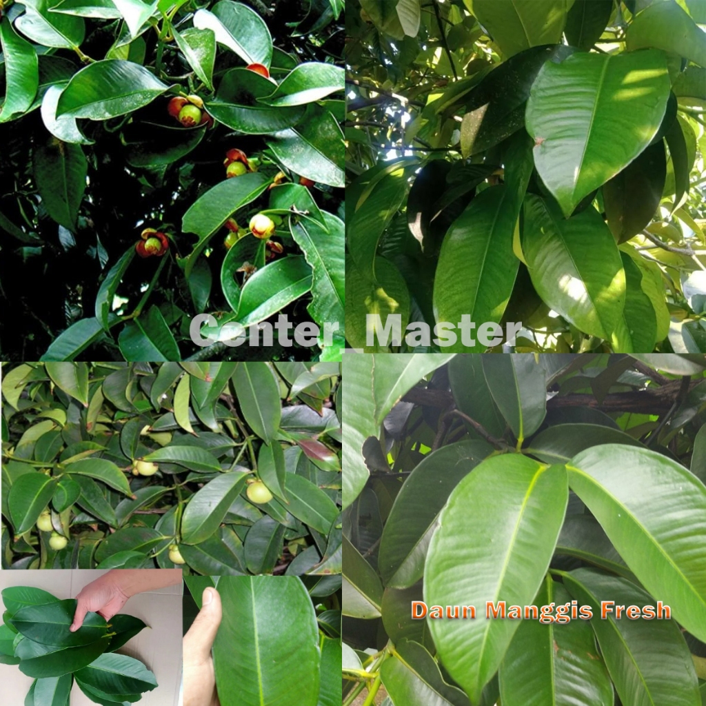 

daun manggis segar - daun manggis baru petik fresh OBAT HERBAL OBAT TRADISIONAL OBAT ALAMI