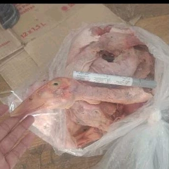 

Kepala Bebek Kurus Hibrida