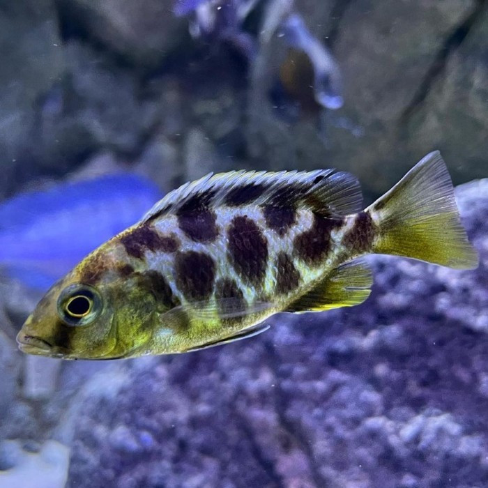 Venustus Cichlid - Ikan Hias Aquarium KHUSUS GOJEK