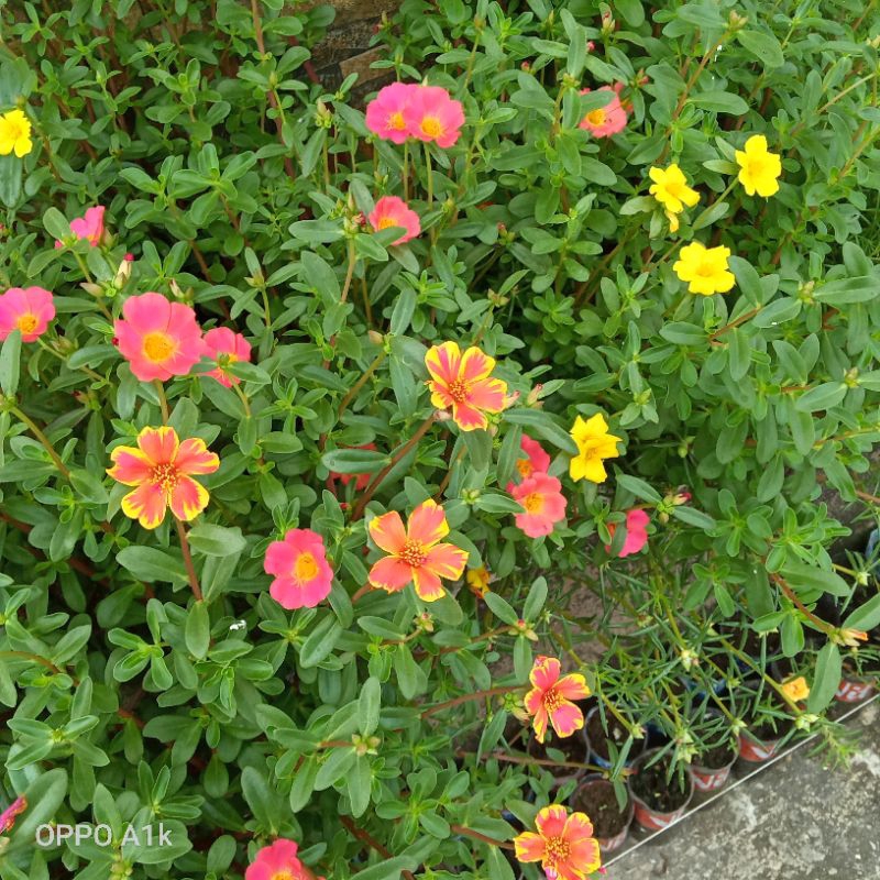 20 Butir bibit benih biji krokot duna portulaca dabu merah /kuning/ pink /kinanti /Gold raub /peach/