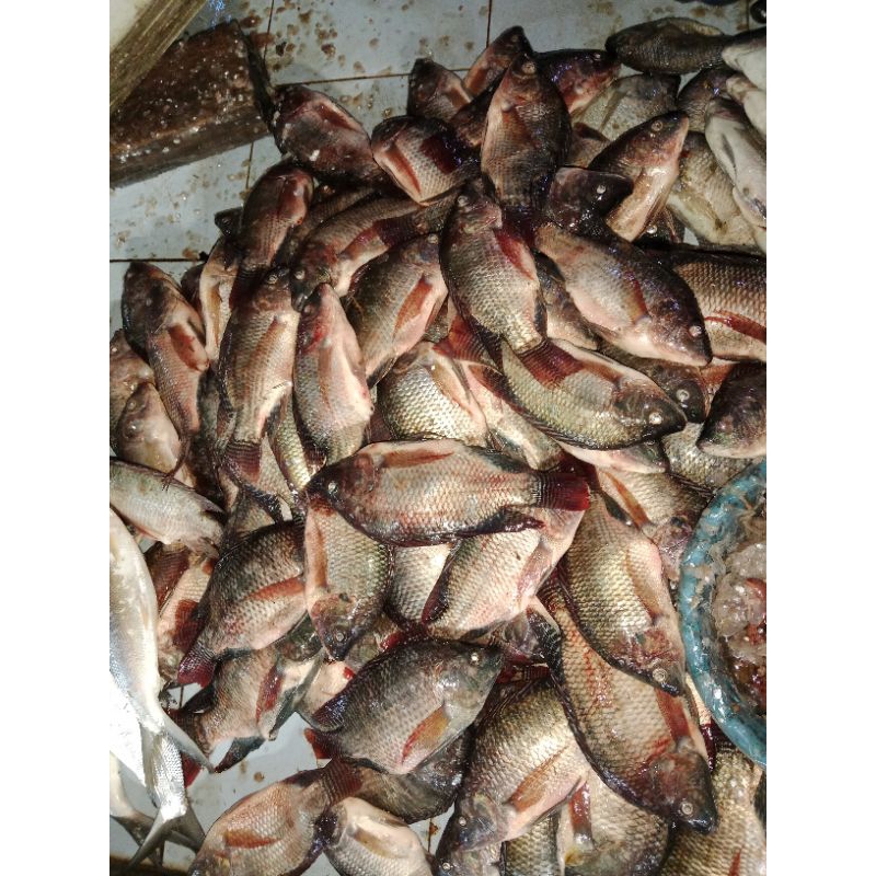 

IKAN SEGAR MUJAER NILA | MUJAER NILA 1KG | MUJAER NILA KONSUMSI | IKAN FRESH | IKAN SEGAR |