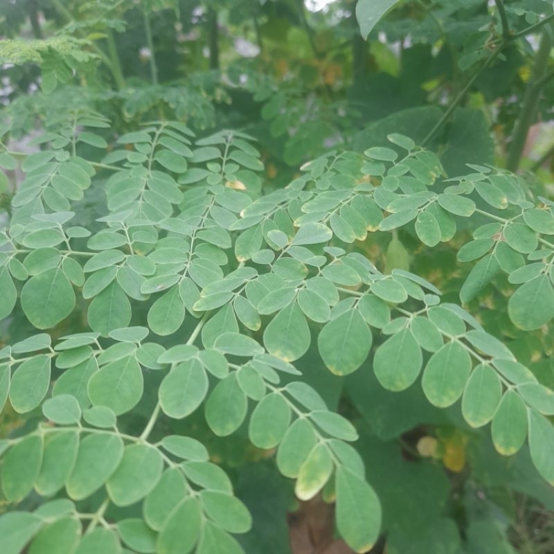 

daun kelor segar organik tanpa pestisida dan pupuk sintetis 100g