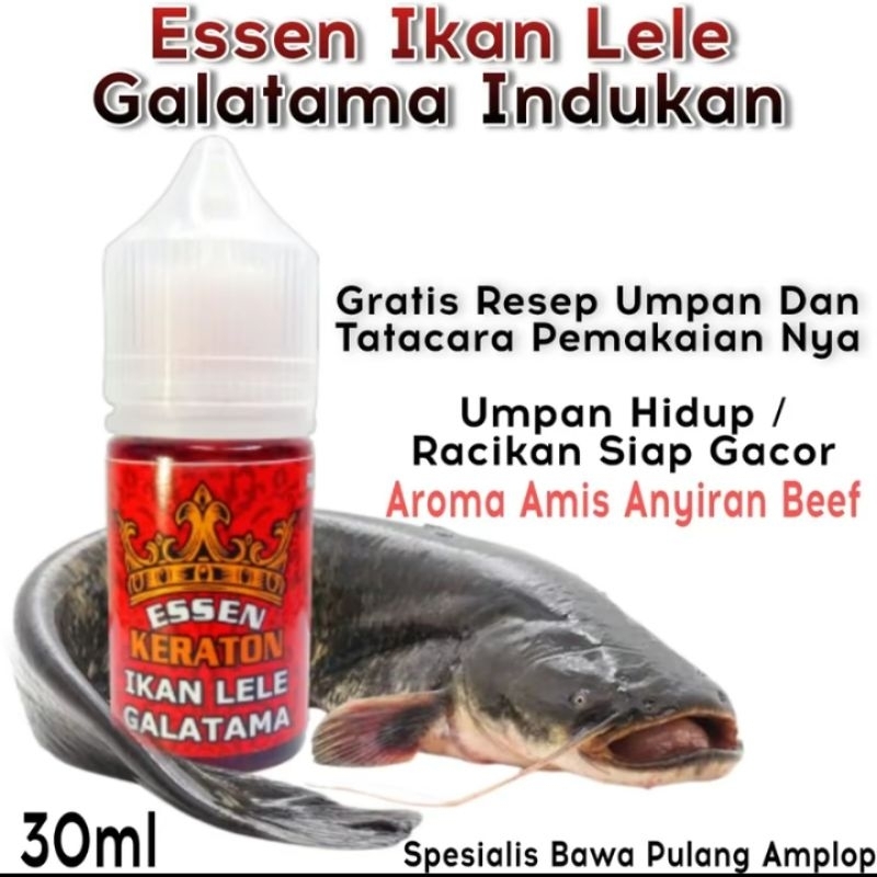 Essen KERATON essen lomba galatama ikan lele gacor media cacing