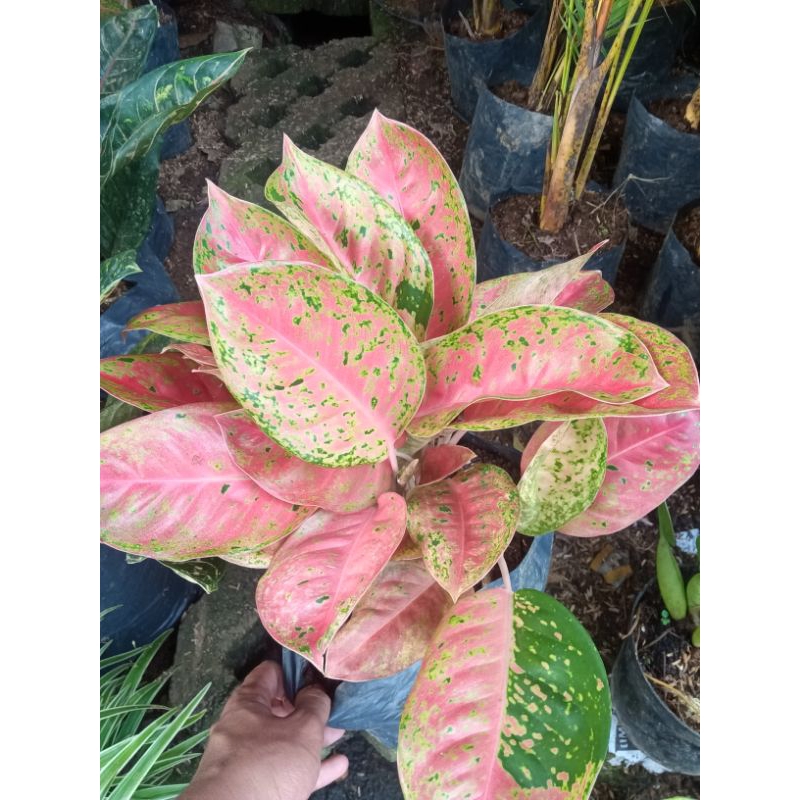 Tanaman Aglonema Bigroy Rimbun Jumbo