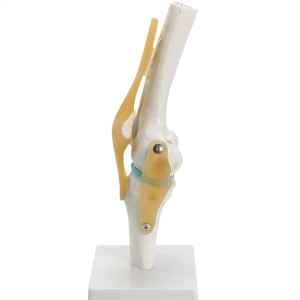 Alat Peraga Sendi Lutut | Anatomi Sendi Lutut Knee-joint Murah