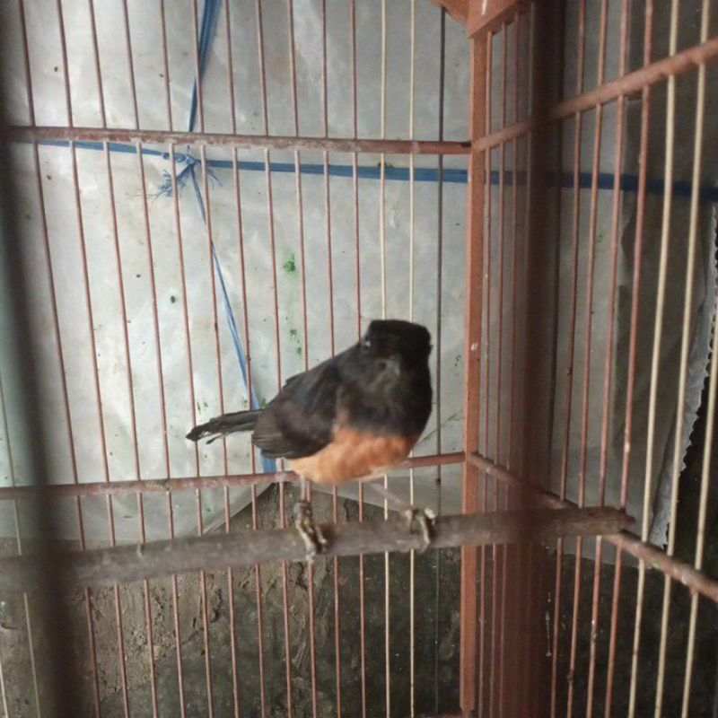 murai batu betina siapan
