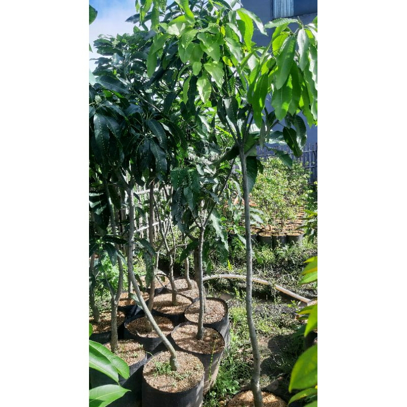 

mangga harummanis dan manalagi siap berbunga1m up