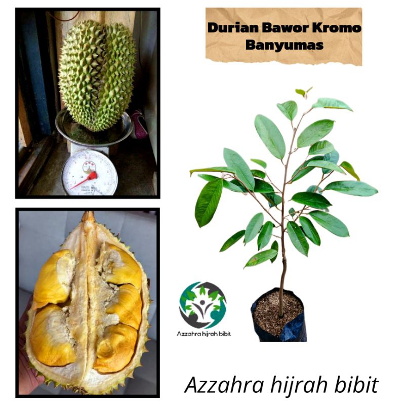 bibit durian Bawor Kromo Banyumas tanaman buah durian Bawor Kromo Banyumas Asli unggul okulasi Azzah