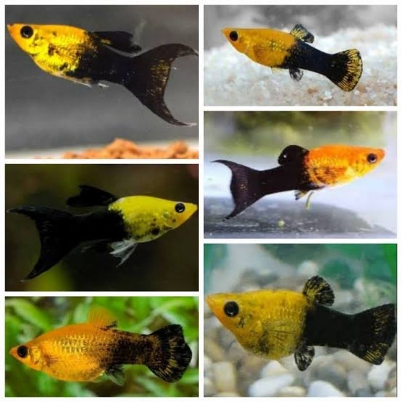 mainan molly golden black