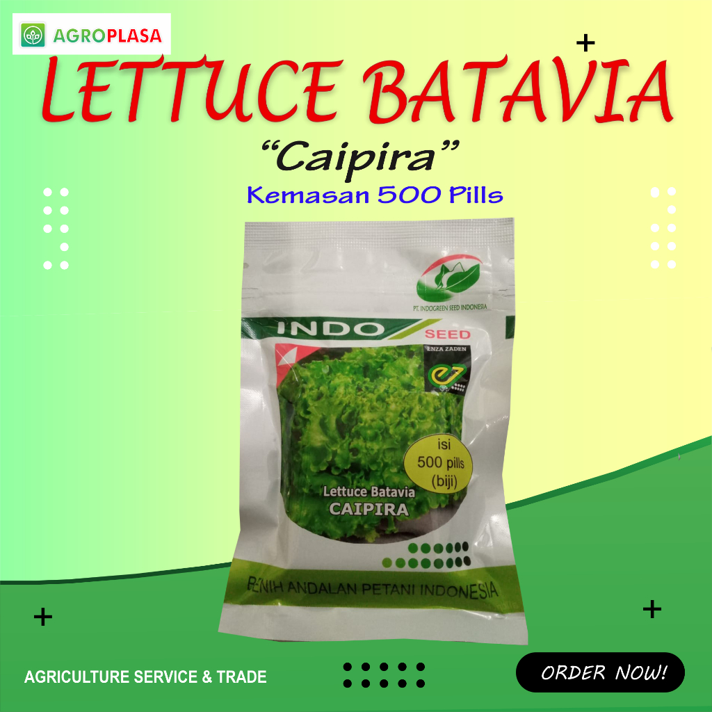 Benih Selada Caipira Lettuce Batavia isi 500 pills