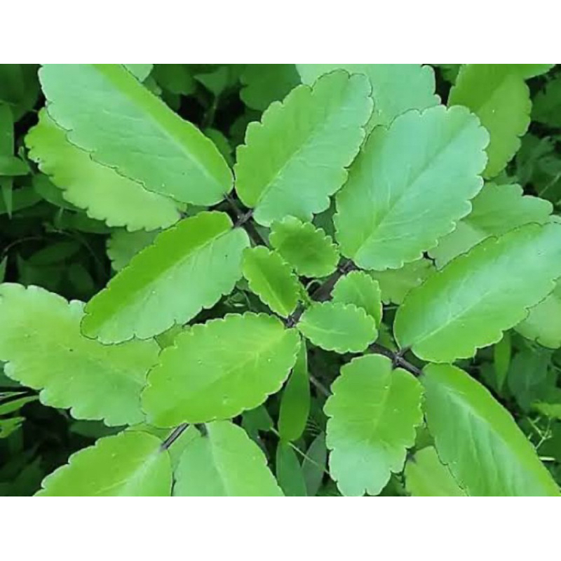 

Daun cocor bebek segar 500 gram petik langsung-az