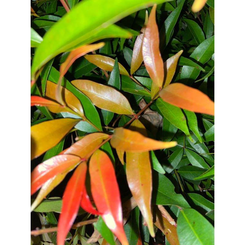 

Daun pucuk merah khusus daun merahnya saja 50 lembar-az