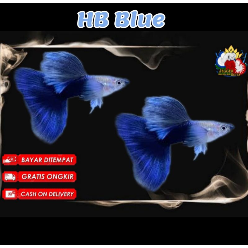 Hb blue guppy / pasangan aquarium