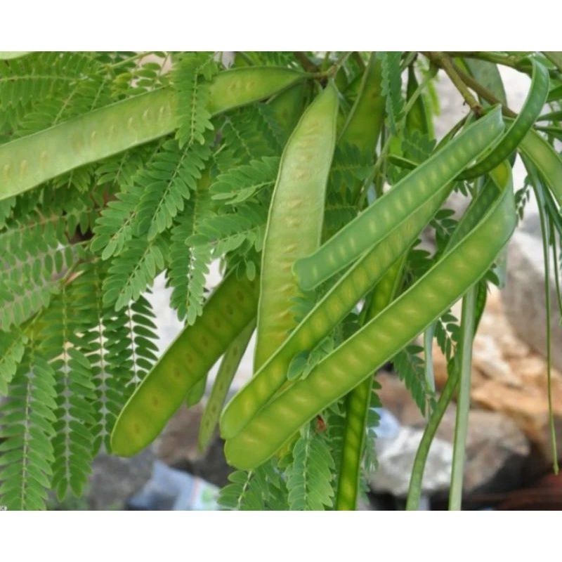 

daun lamtoro segarr PROMO!!! MURAH!!! 500gram